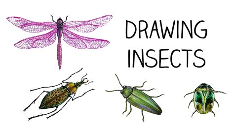 Insect Drawing At Paintingvalley Explore Collection Of Insect Drawing