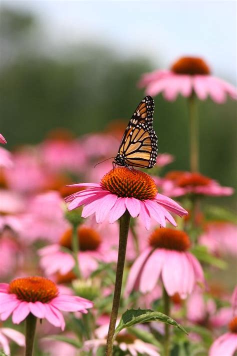 Coneflower Garden Design 2024: Planting & Growing Echinacea