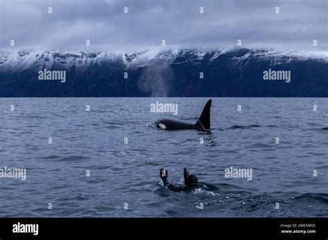 a swimmer swims next to an orca at the surface Stock Photo - Alamy