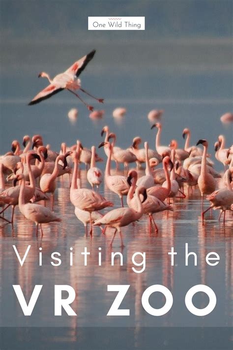 Take a walk through an imaginary virtual reality zoo. Is virtual ...