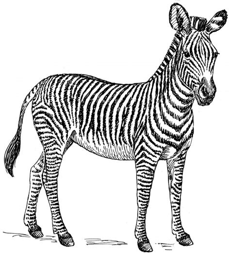 Coloriage Zebre Gratuit Imprimer Liste