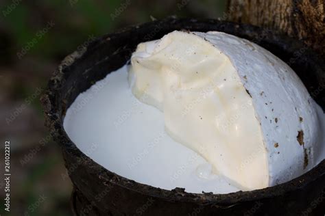 Latex Extracted From Rubber Tree Hevea Brasiliensis As A Source Of