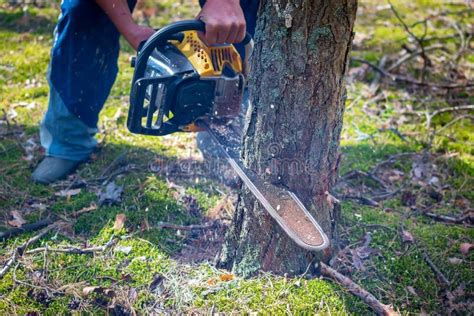 Lumberjack Cutting Pine Tree Close Up No Face Visible Logging Worker