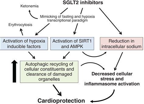 Autophagy Stimulation And Intracellular Sodium Reduction As Mediators