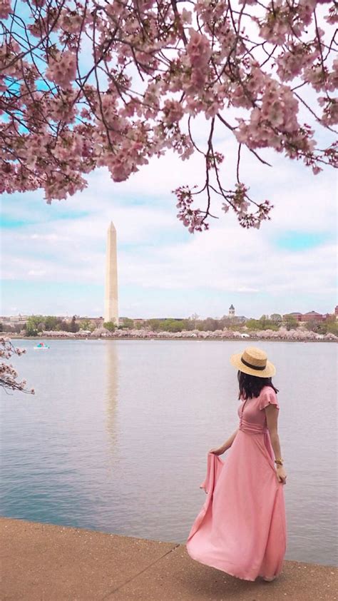 Tips to See the Cherry Blossoms in Washington D.C.