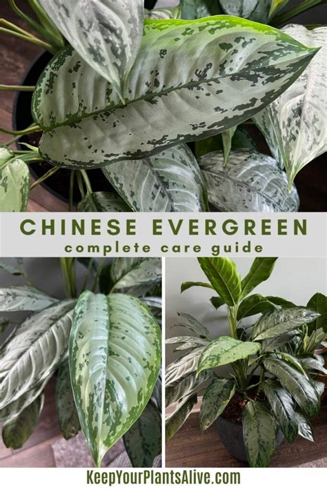 The Complete Chinese Evergreen Plant Care Guide Keep Your Plants Alive