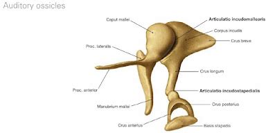 Anatomia da Orelha Orelha Média