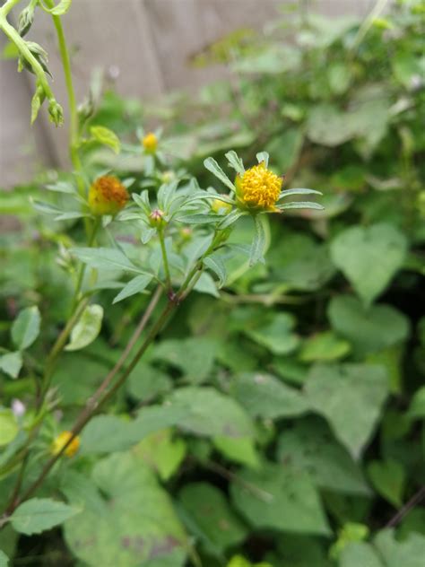 科学网—20201228——鬼针草（bidens Pilosa L） 栗茂腾的博文