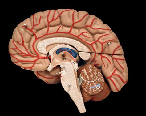 Cross Section Of Brain Diagram Diagram Quizlet