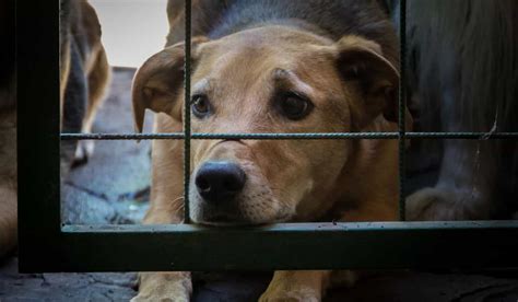 Fino Al La Corea Del Sud Vietar Il Consumo Di Carne Di Cane