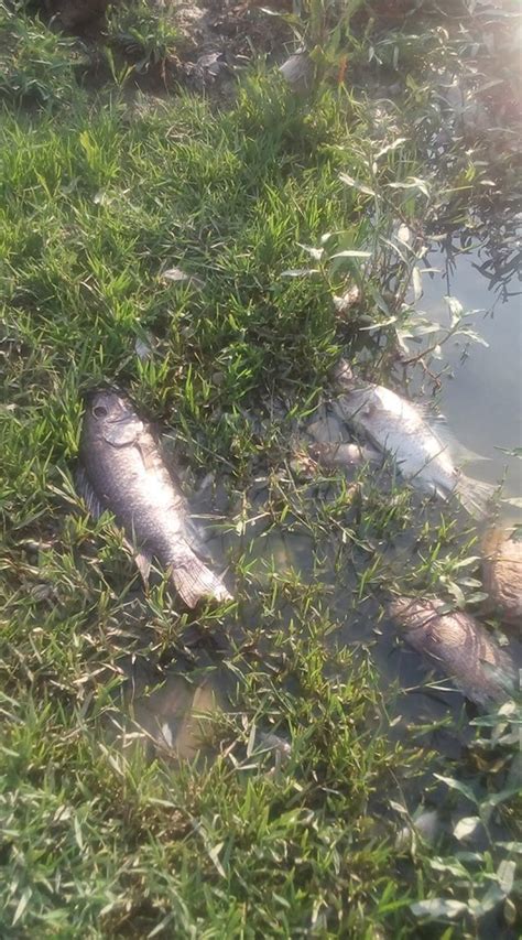 Mueren Peces En El R O Pesquer A Por Agua Contaminada Telediario M Xico