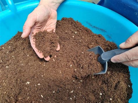 Terriccio Universale A Base Di Torba Il Fiore Tra Le Spine