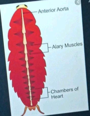 Describe The Blood Circulatory System Of Periplaneta In Detail And Draw