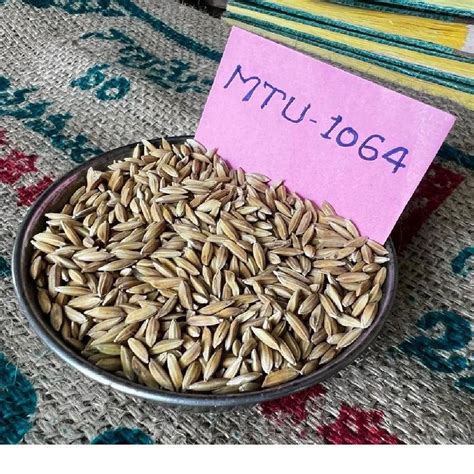 Dried Brown MTU 1064 Paddy Seed For Agriculture Packaging Type Loose