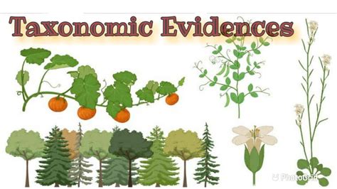 Taxonomic Evidences In Botany Taxonomic Categories Plant