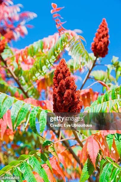 210 Red Sumac Leaves Stock Photos, High-Res Pictures, and Images - Getty Images