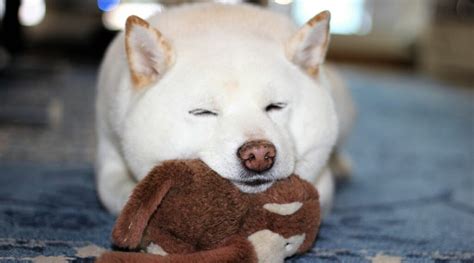 Shiba Inu Blanco vs Crema Una Guía Para Colores De Pelaje