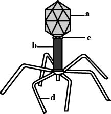 Draw a labelled diagram of bacteriophage.