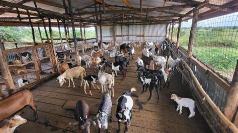 Goat Farming In Northern Uganda Youtube