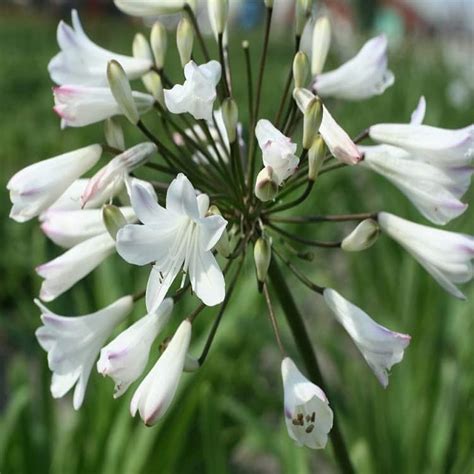 6x Weisse Schmucklilie Agapanthus Africanus Albidus