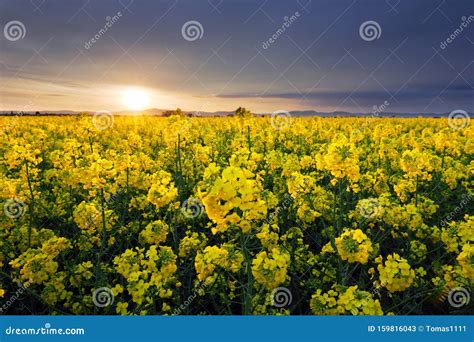 Field Of Rapeseed Flowers With The Setting Sun Landscape Stock Image