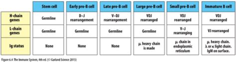 08-23 (1) Development of B Lymphocytes-beefcake Flashcards | Quizlet