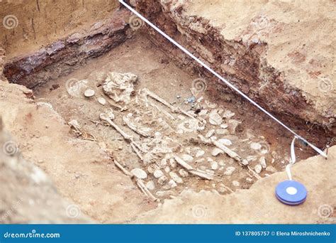 Archaeological Excavation Human Remains Bones Skeleton And Skull In