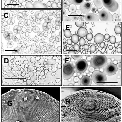 Morphology and internal structure of starch granules. A–F, light... | Download Scientific Diagram