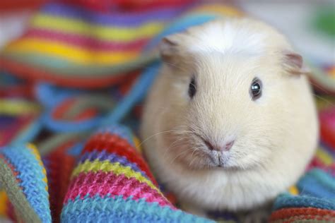 All You Need To Know About Guinea Pigs