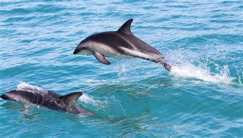 New Zealand Takes Steps To Help Endangered Species - Awesome Ocean