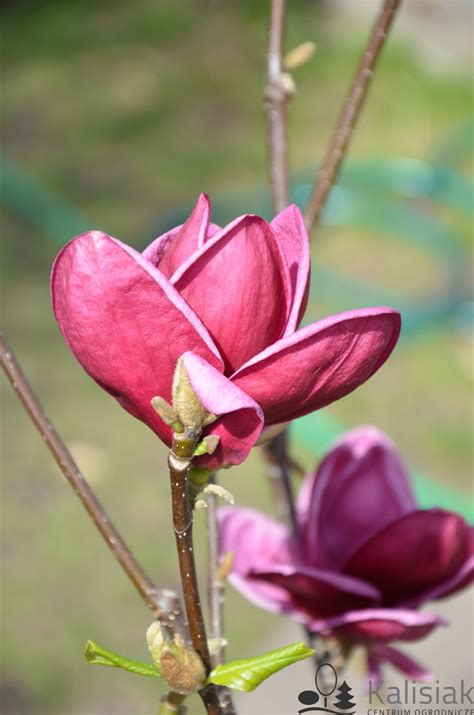 Magnolia Soulangeana Genie Magnolia Soulange A