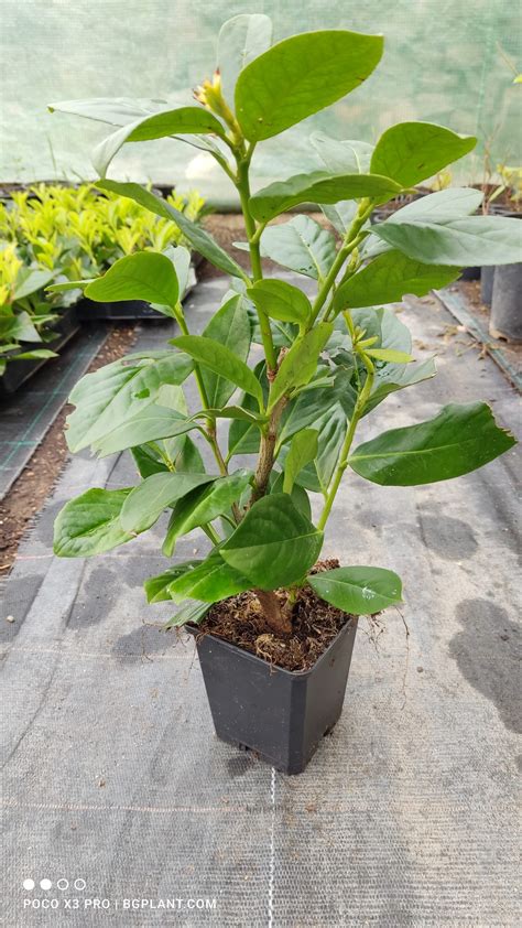 Лавровишна сорт Новита 40-50 см. Prunus Novita разклонена - Разсадник ...