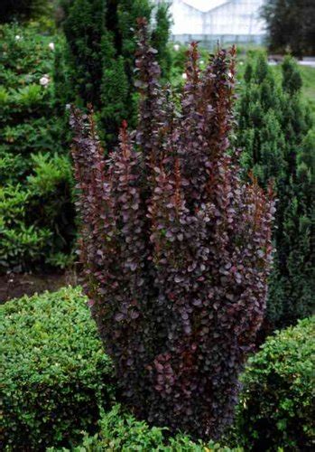 Berberis Thunbergii Helmond Pillar Upright Deciduous Shrub With Purple Red Foliage