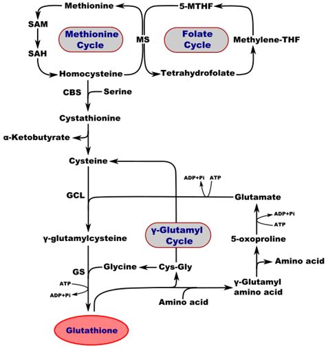 Molecules Free Full Text Glutathione In Brain Disorders And Aging