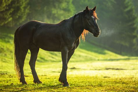 4K Horse Wallpapers - Top Free 4K Horse Backgrounds - WallpaperAccess