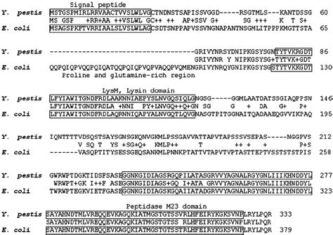 Alignment Of Amino Acid Sequences Of The Y Pestis And E Coli Nlpds