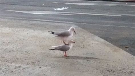 A Seagull Standing On Top Of A Seagull Is Another One Of Natures