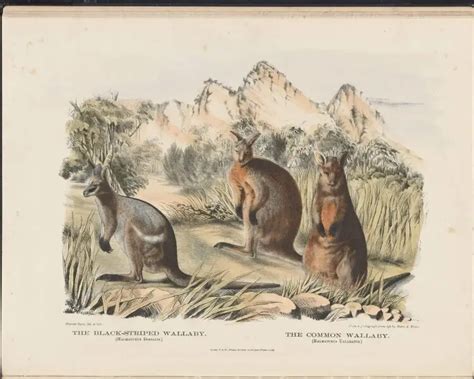 Black-striped wallaby - Facts, Diet, Habitat & Pictures on Animalia.bio