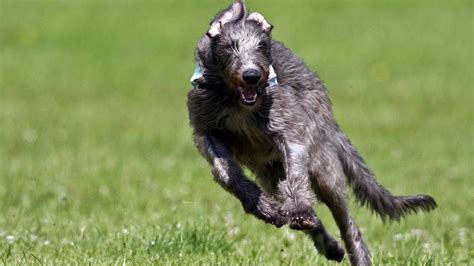 Scottish Deerhound - Temperament, Lifespan, Shedding, Puppy