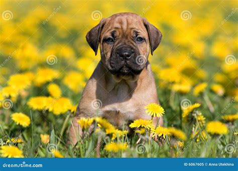 Dogo Canario Stock Photo | CartoonDealer.com #73475526