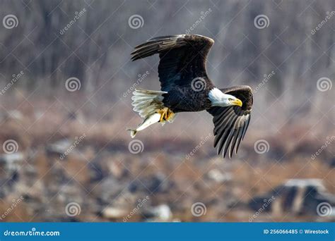 Flying American Bald Eagle With A Fish In Its Claws At Conowingo Damn