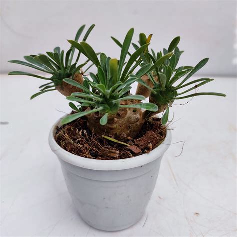 Euphorbia Japonica Nurserybuy