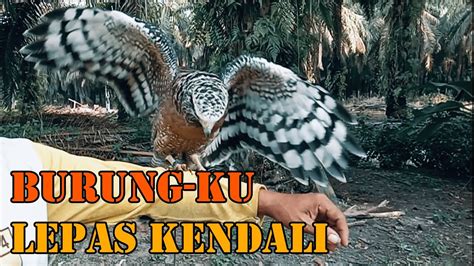 PELIHARA BURUNG ELANG RAJAWALI SAMPAI JINAK TIDAK MAU PERGI YouTube