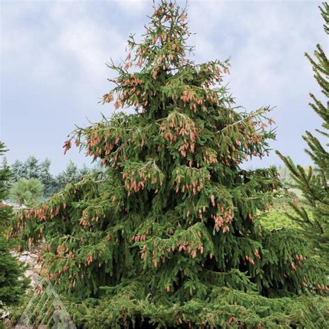 Picea Abies Acrocona Acrocona Norway Spruce From Antheia Gardens