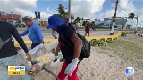 V Deo Tartaruga Encontrada Morta Na Praia De Rio Doce Em Olinda