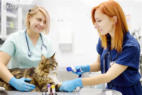 Two Professional Veterinarians Take A Blood For Test Of Cat Of The