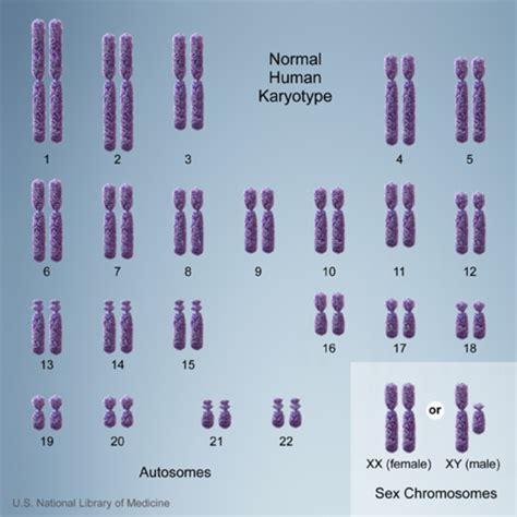 Chromosomes In Human Cell