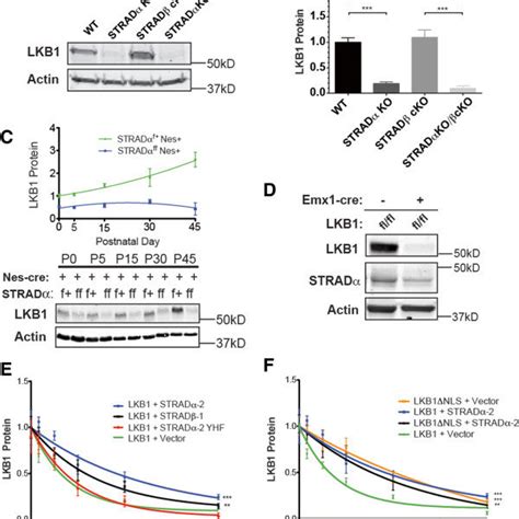 Schematic Summarizing The Activation And Turnover Of LKB1 In A