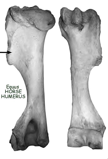 Modern bone. Cow? Horse? Other? - Fossil ID - The Fossil Forum