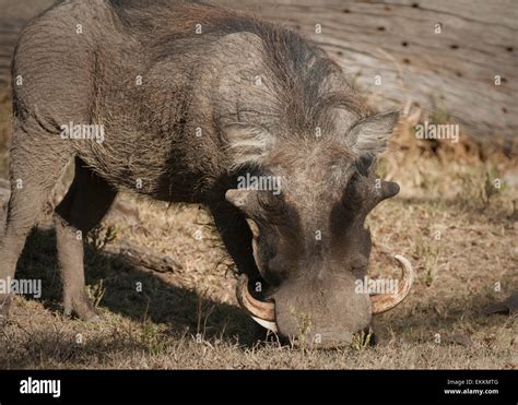 Warthog tusks hi-res stock photography and images - Alamy